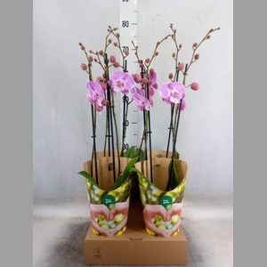 Phalaenopsis   ...lilac
