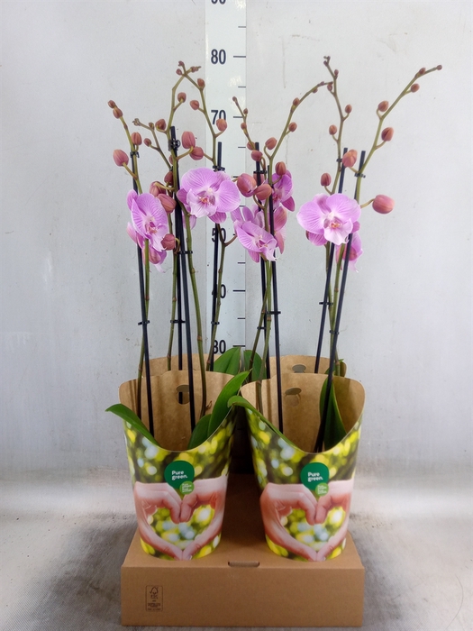 <h4>Phalaenopsis   ...lilac</h4>