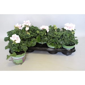 Pelargonium zonale Americana White Splash
