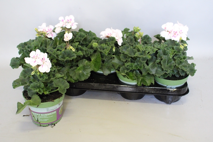 <h4>Pelargonium zonale Americana White Splash</h4>