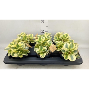 Peperomia obt. 'Obtipan Bicolor'