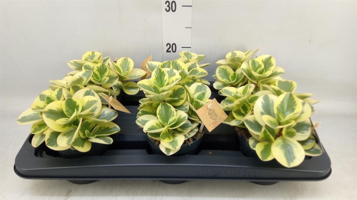 <h4>Peperomia obt. 'Obtipan Bicolor'</h4>