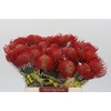 Nutans Ayoba Red