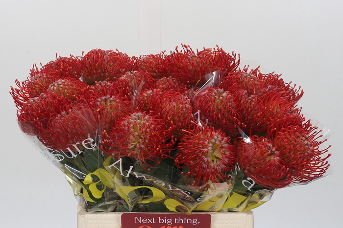 Nutans Ayoba Red