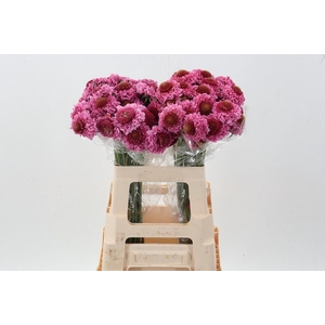 Scab At F Scoop Popsicle