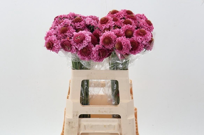 <h4>Scab At F Scoop Popsicle</h4>