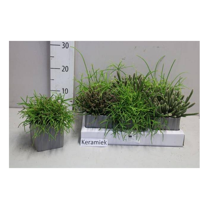 <h4>Rhipsalis burchellii mixed (Cites) 12Ø 25cm</h4>