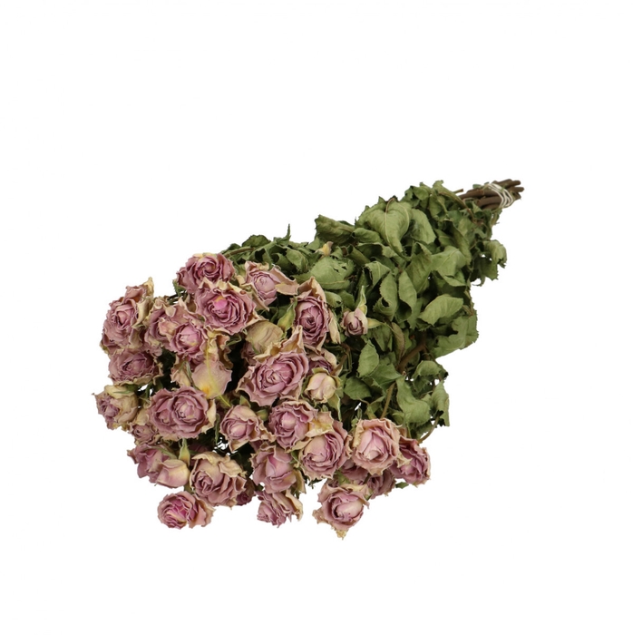 Dried flowers Rose spray 40cm x10