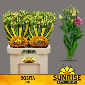 EUS G ROSI ROSE PINK