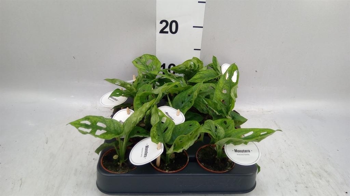 <h4>Monstera obliqua 'Leichtlinii'</h4>