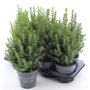 PICEA GL PERFECTA