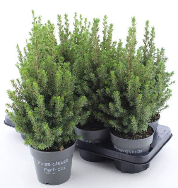 <h4>PICEA GL PERFECTA</h4>