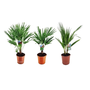 Palm mix