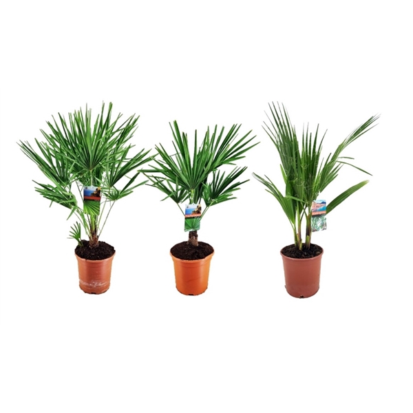 <h4>Palm mix</h4>