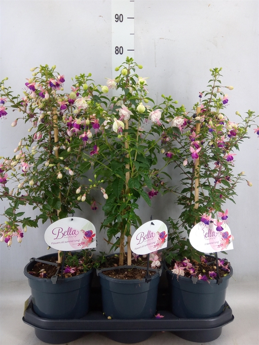 <h4>Fuchsia   ...</h4>