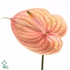 ANTHURIUM ANDR. 'NUNZIA'