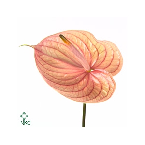 Anthurium Nunzia
