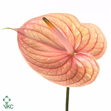 <h4>Anthurium Nunzia</h4>