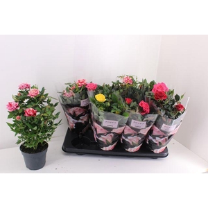 ROSA PATIO HIT MIX P13