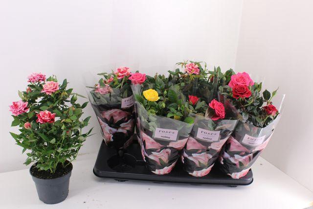 <h4>ROSA PATIO HIT MIX P13</h4>