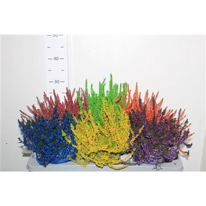 Callu Klb Mixk H% Paint