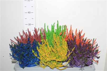 <h4>Callu Klb Mixk H% Paint</h4>