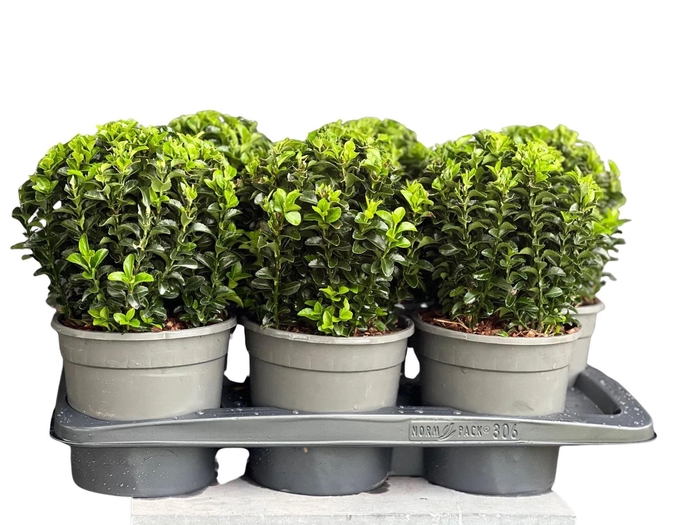 <h4>Euonymus japonicus Green Spire</h4>