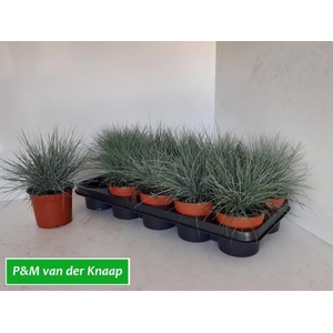 .Festuca glauca