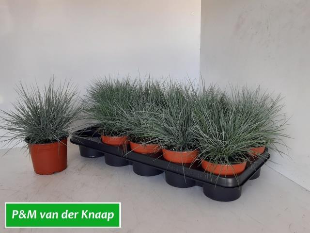 <h4>.Festuca glauca</h4>
