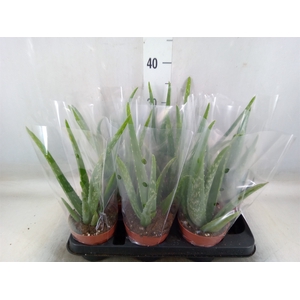 Aloe vera