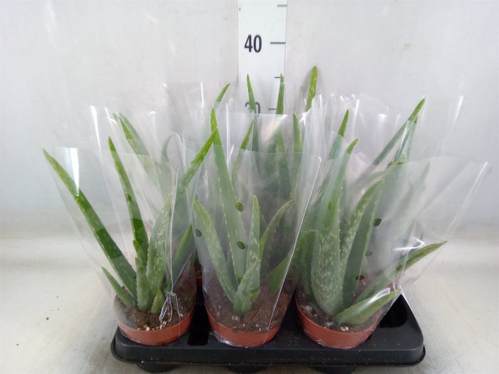 <h4>Aloe vera</h4>