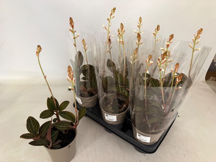 <h4>LUD DISCOLOR</h4>