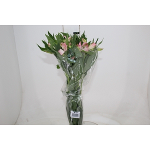 ALSTROEMERIA DUBAI 080 CM