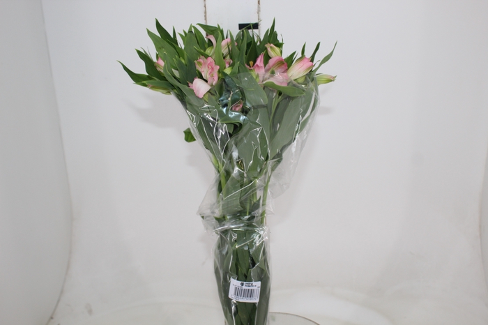 <h4>ALSTROEMERIA DUBAI 080 CM</h4>