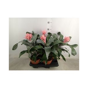 Aechmea   ...mix