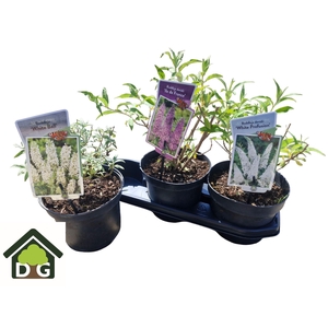 BUDD DAVIDII OV