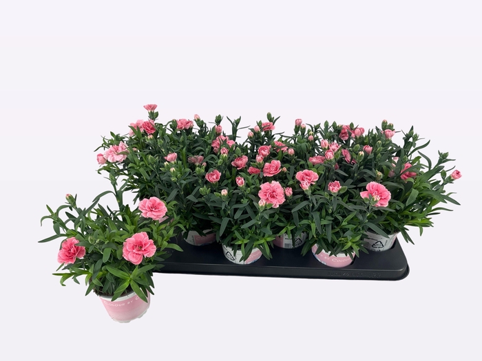 <h4>DIAN OSC PINK</h4>