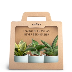 3-pack Woodbase Blue