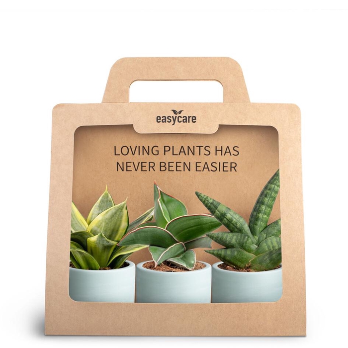 <h4>3-pack Woodbase Blue</h4>