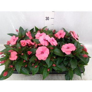 Impatiens NG 'Tamarinda Salmon'