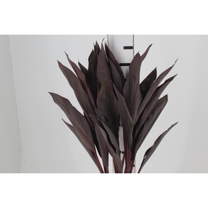 FOLHAGEM DRACENA RUBRA VINHO