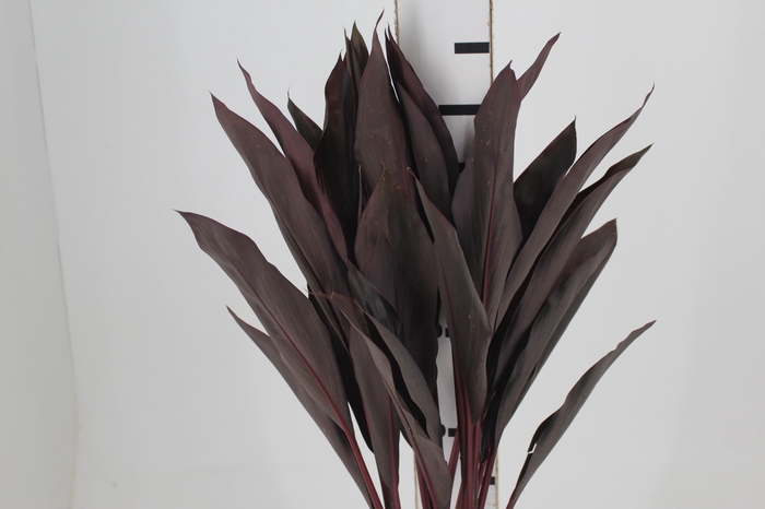 <h4>FOLHAGEM DRACENA RUBRA VINHO</h4>