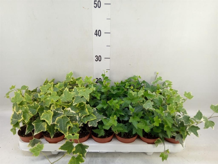 <h4>Hedera   ...mix</h4>