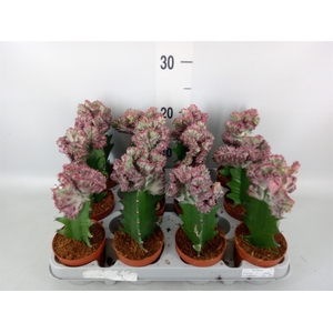 Euphorbia lactea
