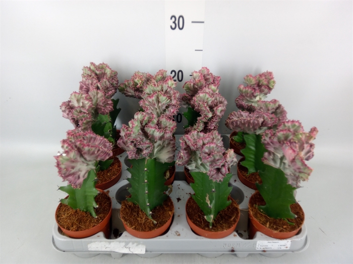 <h4>Euphorbia lactea</h4>