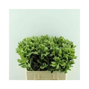 PITTOSPORUM ILAN