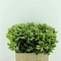 <h4>PITTOSPORUM ILAN</h4>