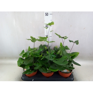 Hemionitis arifolia