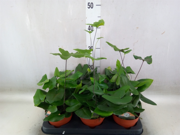 <h4>Hemionitis arifolia</h4>