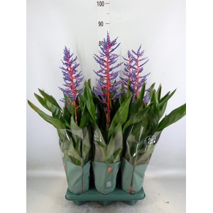 Aechmea  'Blue Rain'